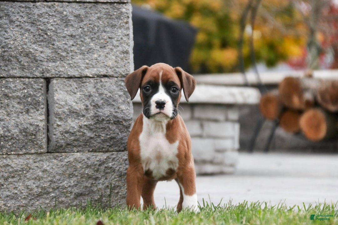 Boxer dogs for sale: Clara - Ad 9