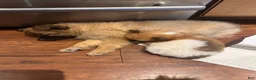 Mixed Breed dogs for sale: Beauregard (“Brownie”) - Ad 4
