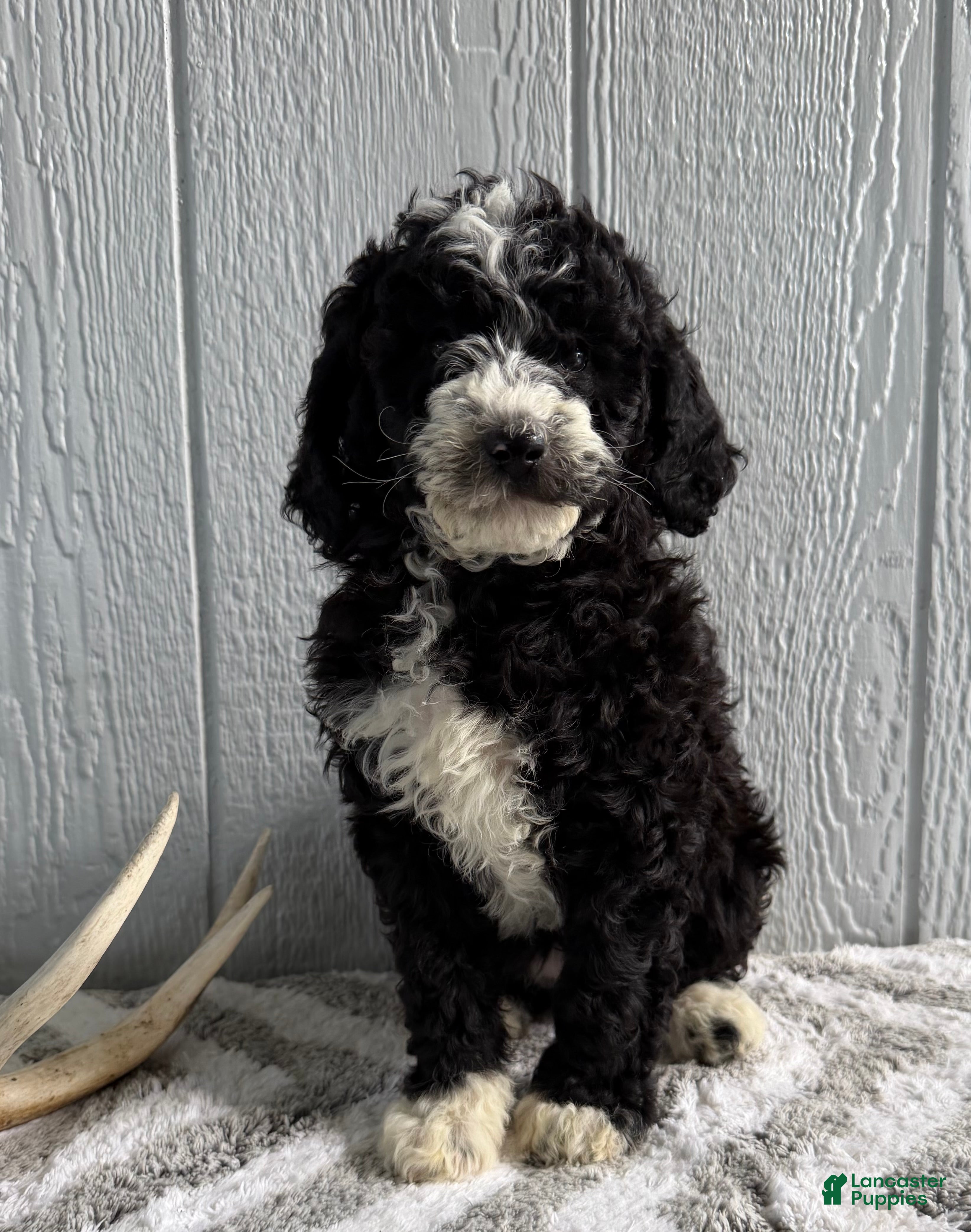 Mini Bernedoodle dogs Lanie  - Ad 1