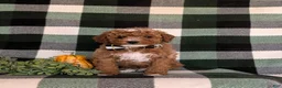 Cavapoo dogs for sale: Forest Hypoallergenic - Ad 2