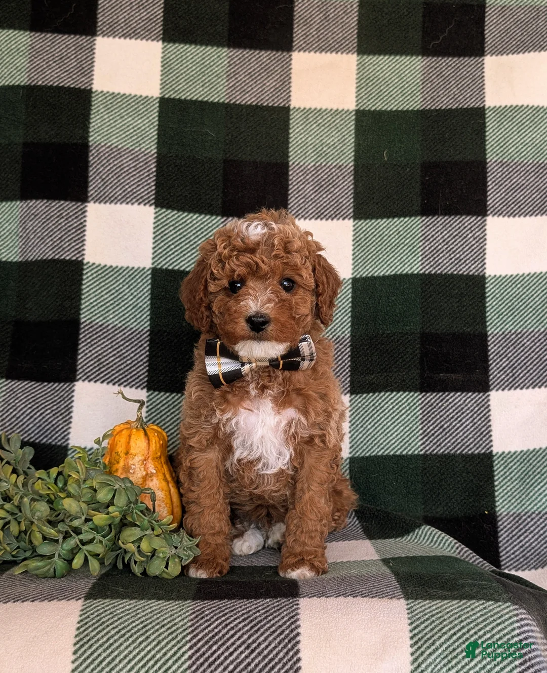 Cavapoo dogs for sale: Forest Hypoallergenic - Ad 2