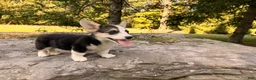 Welsh Corgi Pembroke dogs for sale: Kelsy - Ad 4