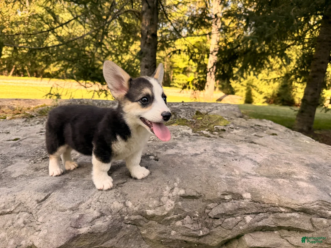 Welsh Corgi Pembroke dogs for sale: Kelsy - Ad 1