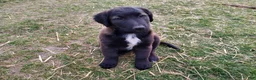 Mixed Breed dogs for sale: Chester - Ad 7