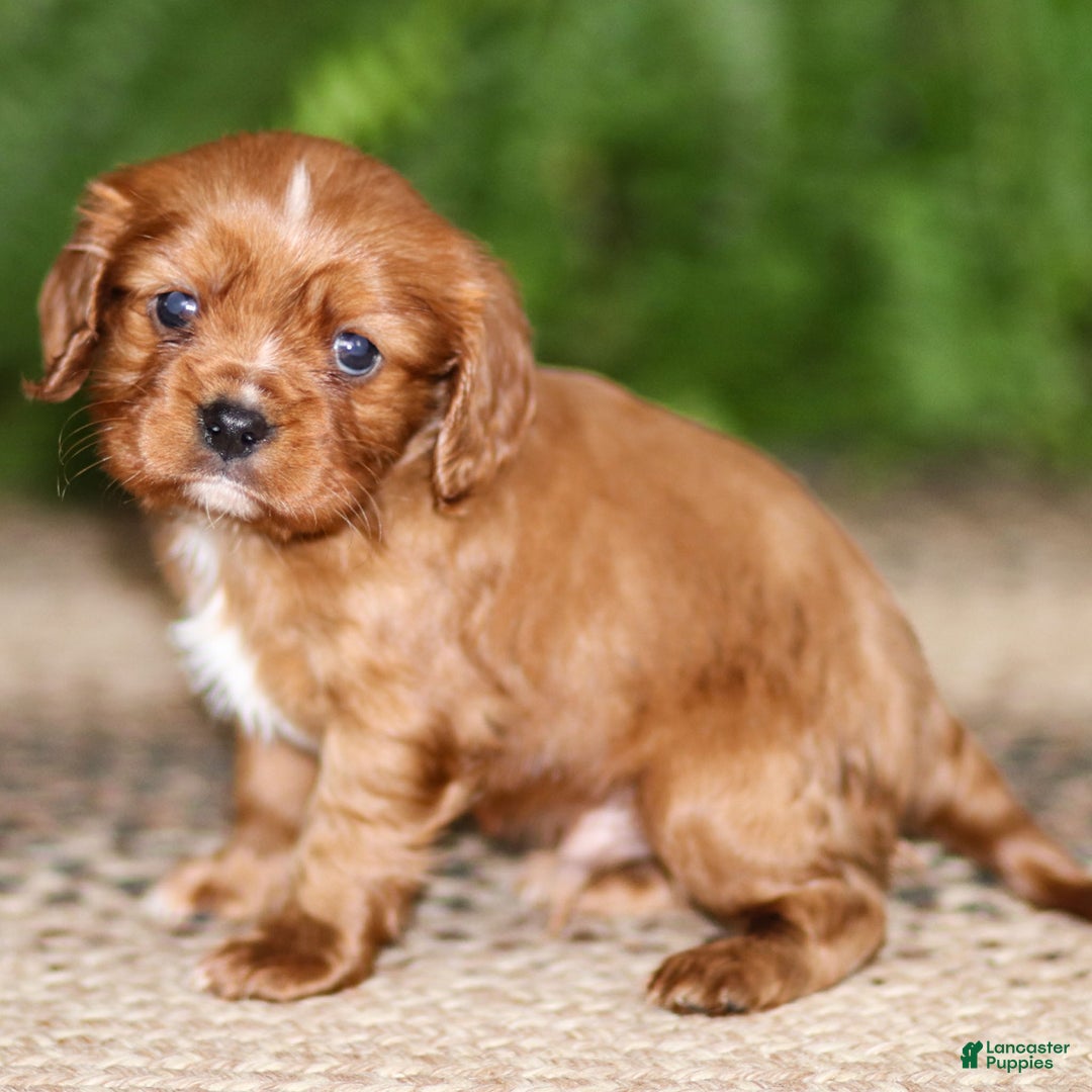 Cavalier King Charles Spaniel dogs for sale: Riley - Ad 2
