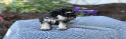 Miniature Schnauzer dogs for sale: Trixy - Ad 7