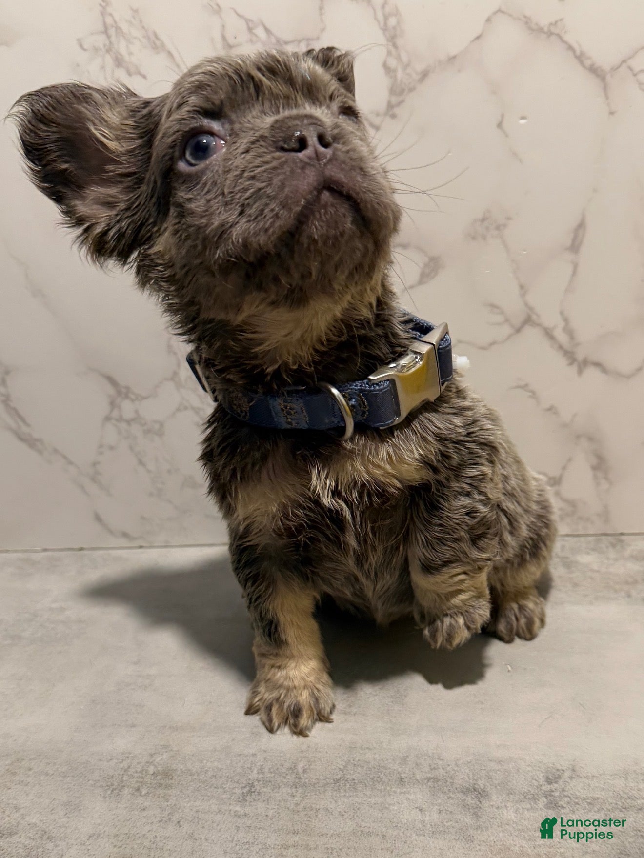 French Bulldog dogs Bae - Ad 2