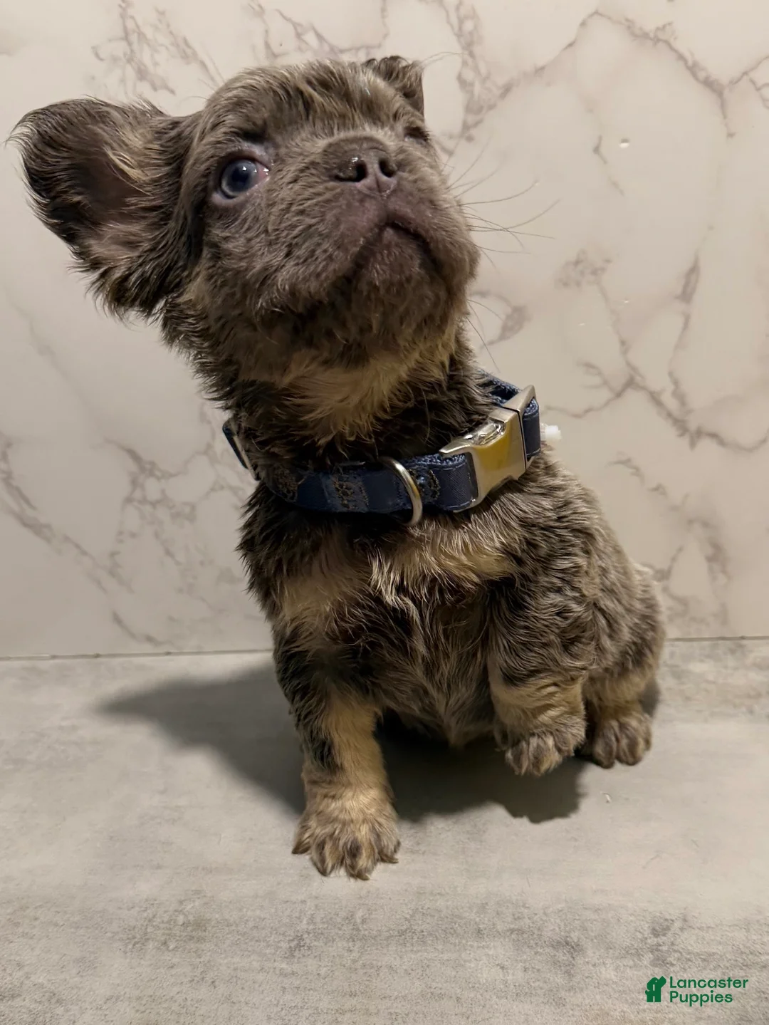 French Bulldog dogs for sale: Bae - Ad 2