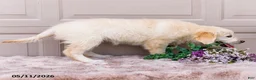 Golden Retriever dogs for sale: Mila - Ad 3
