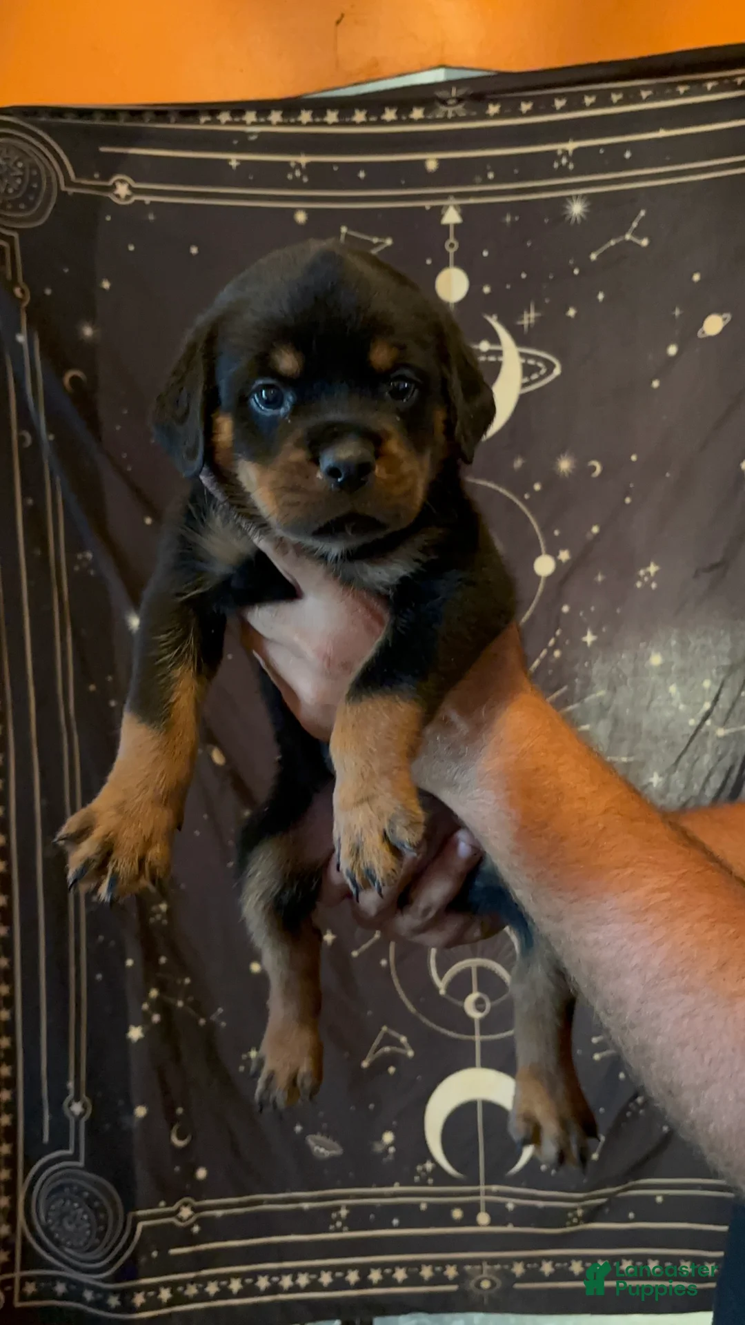 Rottweiler dogs for sale: Rottweiler 5 - Ad 1