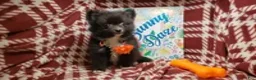 Pomeranian dogs for sale: Luther Lex the Great - Ad 6