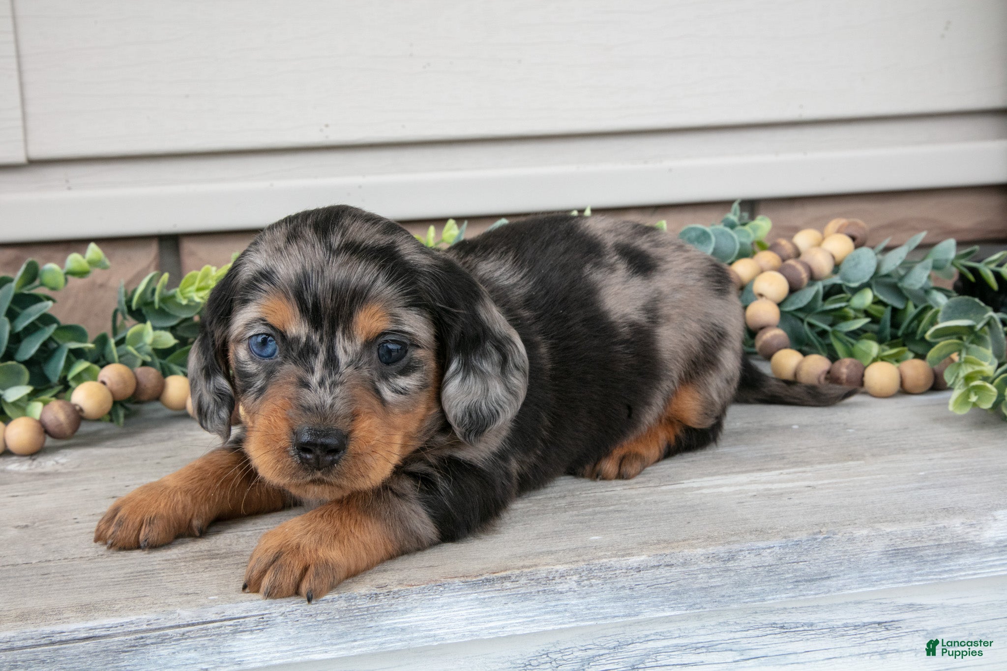 Miniature Dachshund dogs Ross - Ad 1