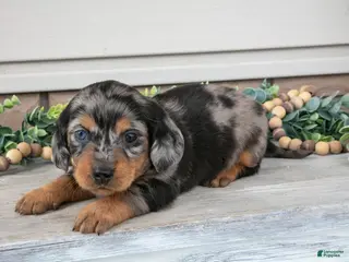 Miniature Dachshund dogs for sale: Ross - Ad 3