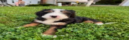 Bernedoodle dogs for sale: Ellie - Ad 4