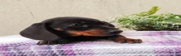 Dachshund dogs for sale: Lexi - Ad 3