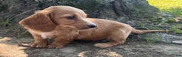 Miniature Dachshund dogs for sale: Bruce - Ad 3