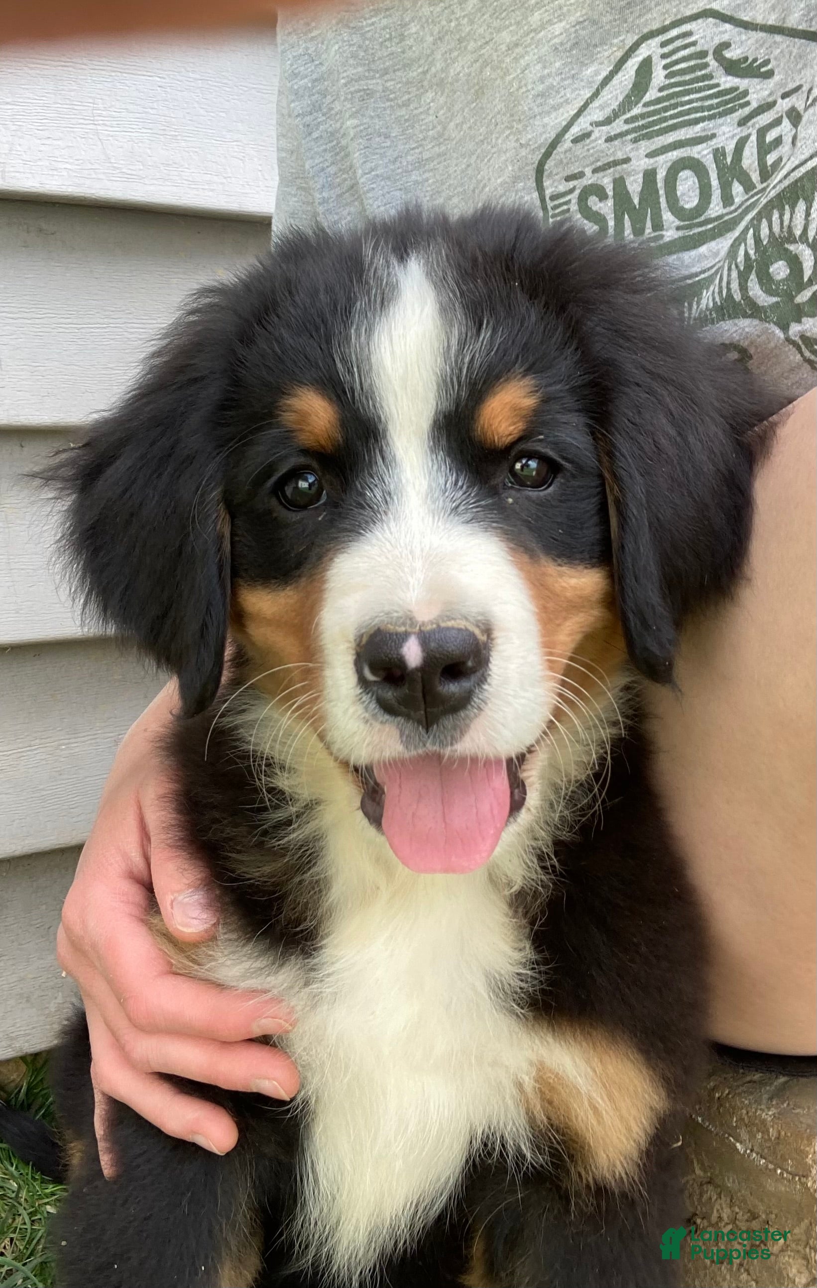 Bernese Mountain Dog dogs Silky  - Ad 1
