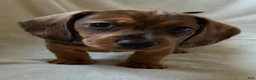 Miniature Dachshund dogs for sale: Miniature Dachshund - Arnold - Ad 12
