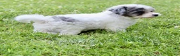 Bichpoo dogs for sale: Luke - Ad 7