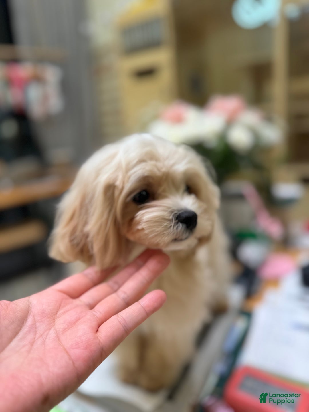 Maltipoo dogs for sale: Maltipoo Puppy 1 - Ad 7