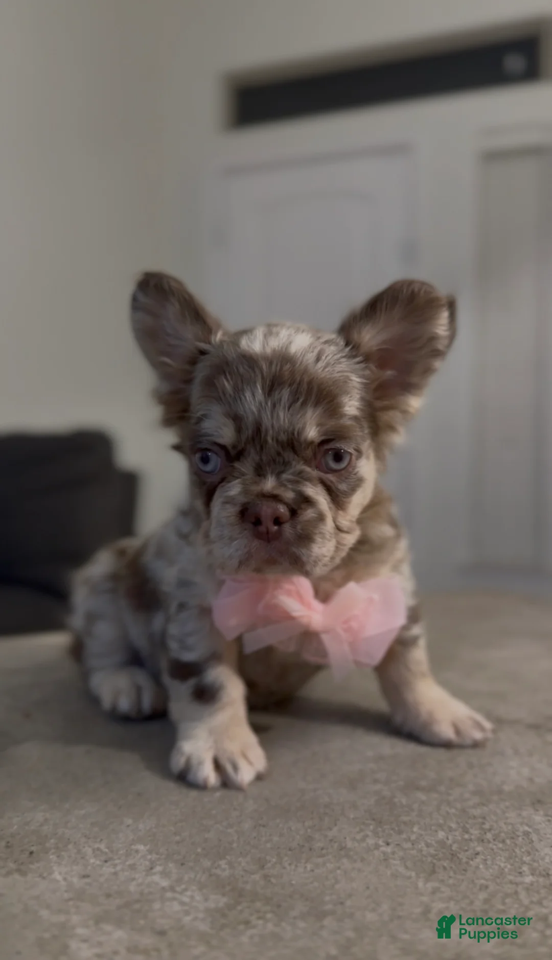 French Bulldog dogs for sale: French Bulldog Puppy 6 - Ad 2
