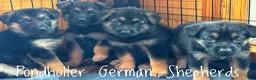 German Shepherd dogs for sale: German Shepherd Puppy 2 - Ad 5
