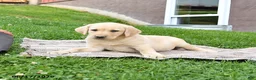 Labrador Retriever dogs for sale: Gem  - Ad 3