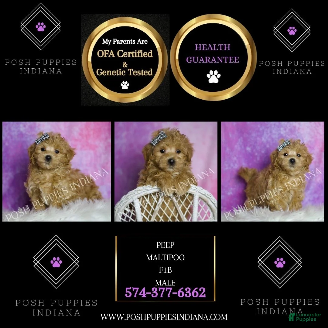 Maltipoo dogs for sale: Peep - Ad 7
