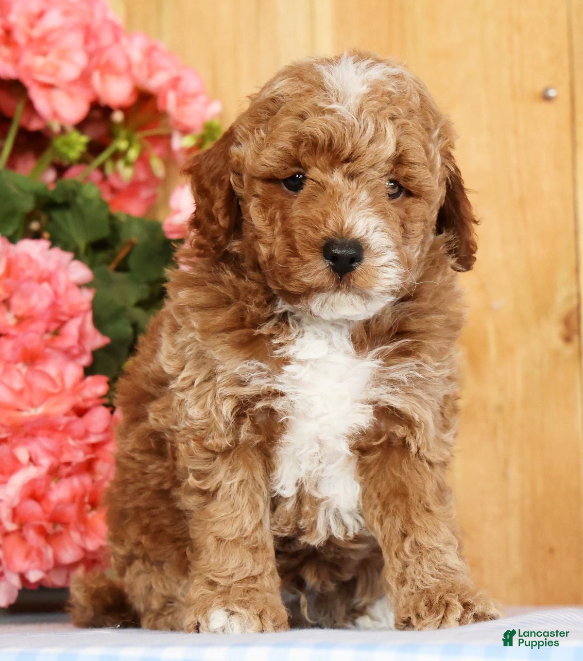 Mini Goldendoodle dogs Baxter - Ad 2
