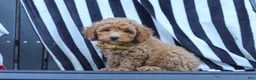 Miniature Poodle dogs for sale: James - Ad 9