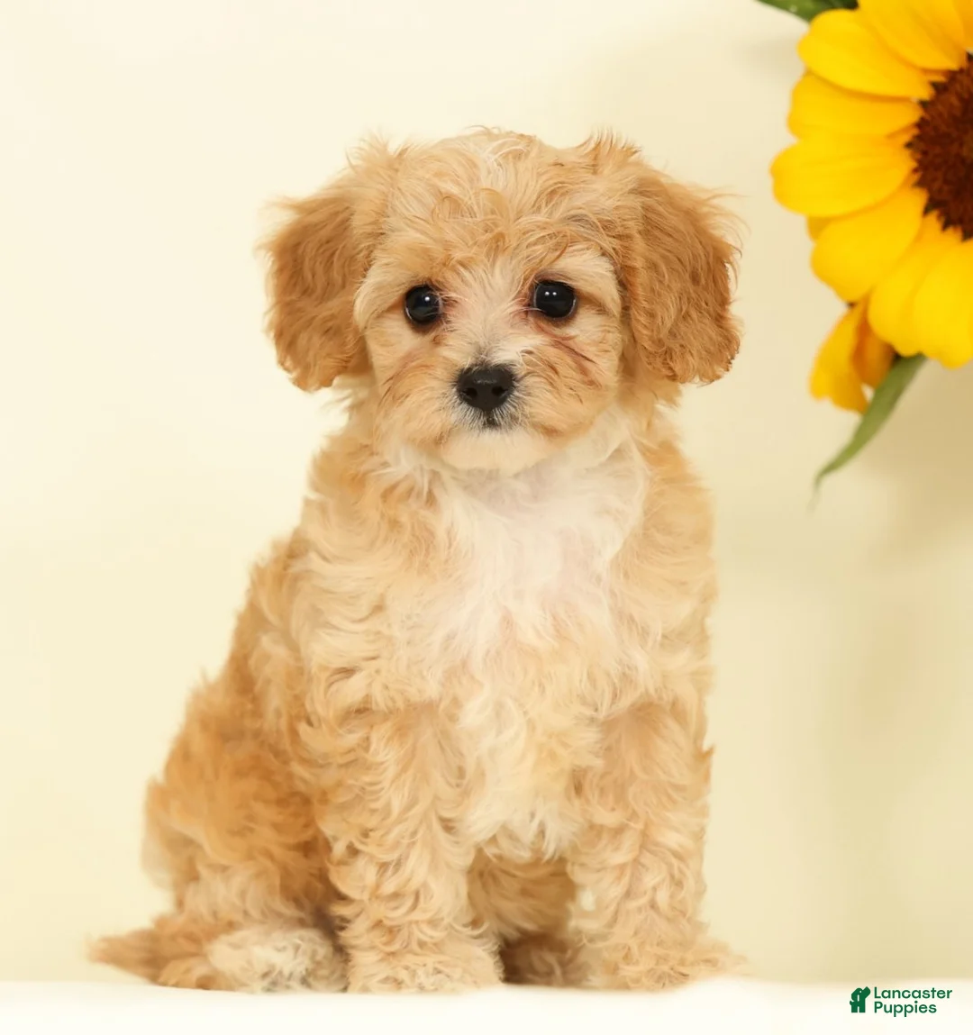 Cavapoo dogs for sale: Mason - Ad 1