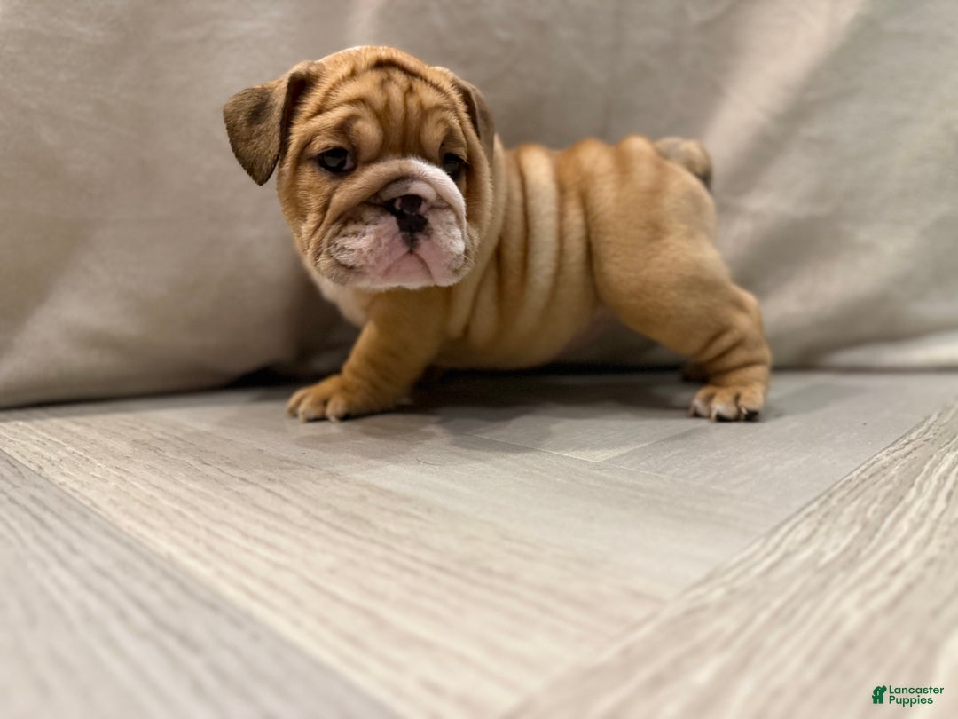English Bulldog dogs for sale: Martha may - Ad 6