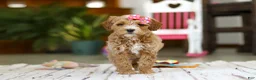 Mini Goldendoodle dogs for sale: Janice - Ad 4