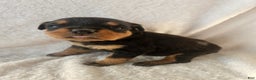 Rottweiler dogs for sale: Honey - Ad 3
