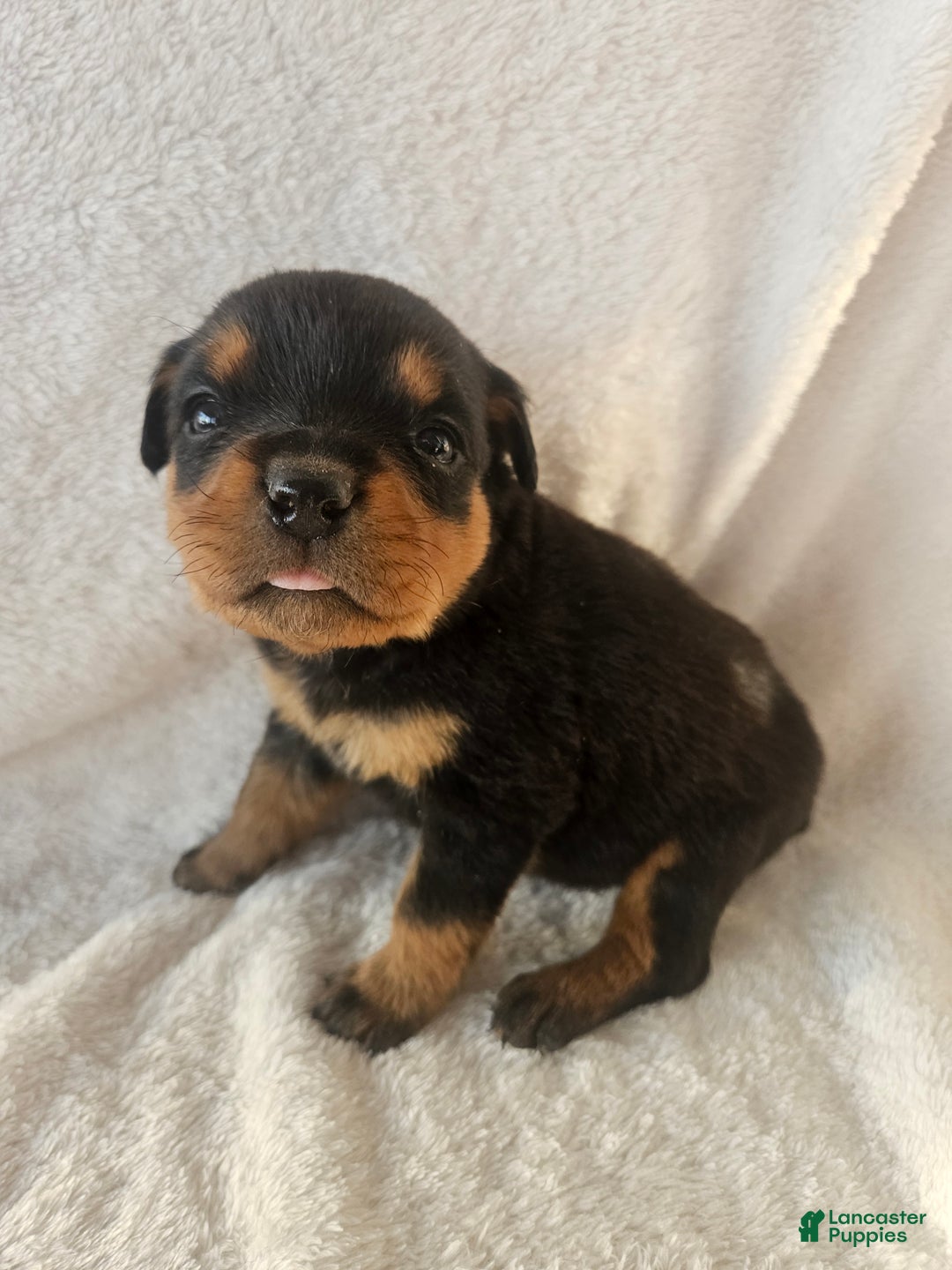 Rottweiler dogs for sale: Honey - Ad 3