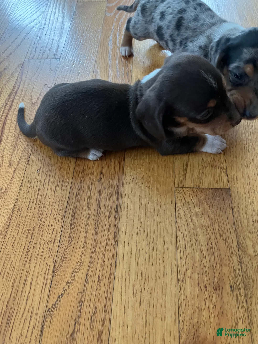 Miniature Dachshund dogs for sale: Akc Rhonda  - Ad 4