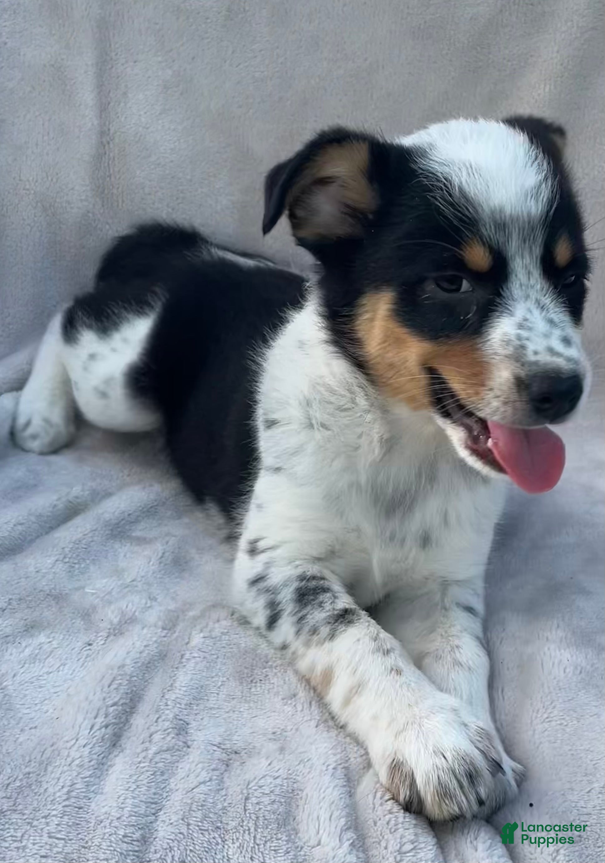 Mixed Breed dogs Olivia  - Ad 1