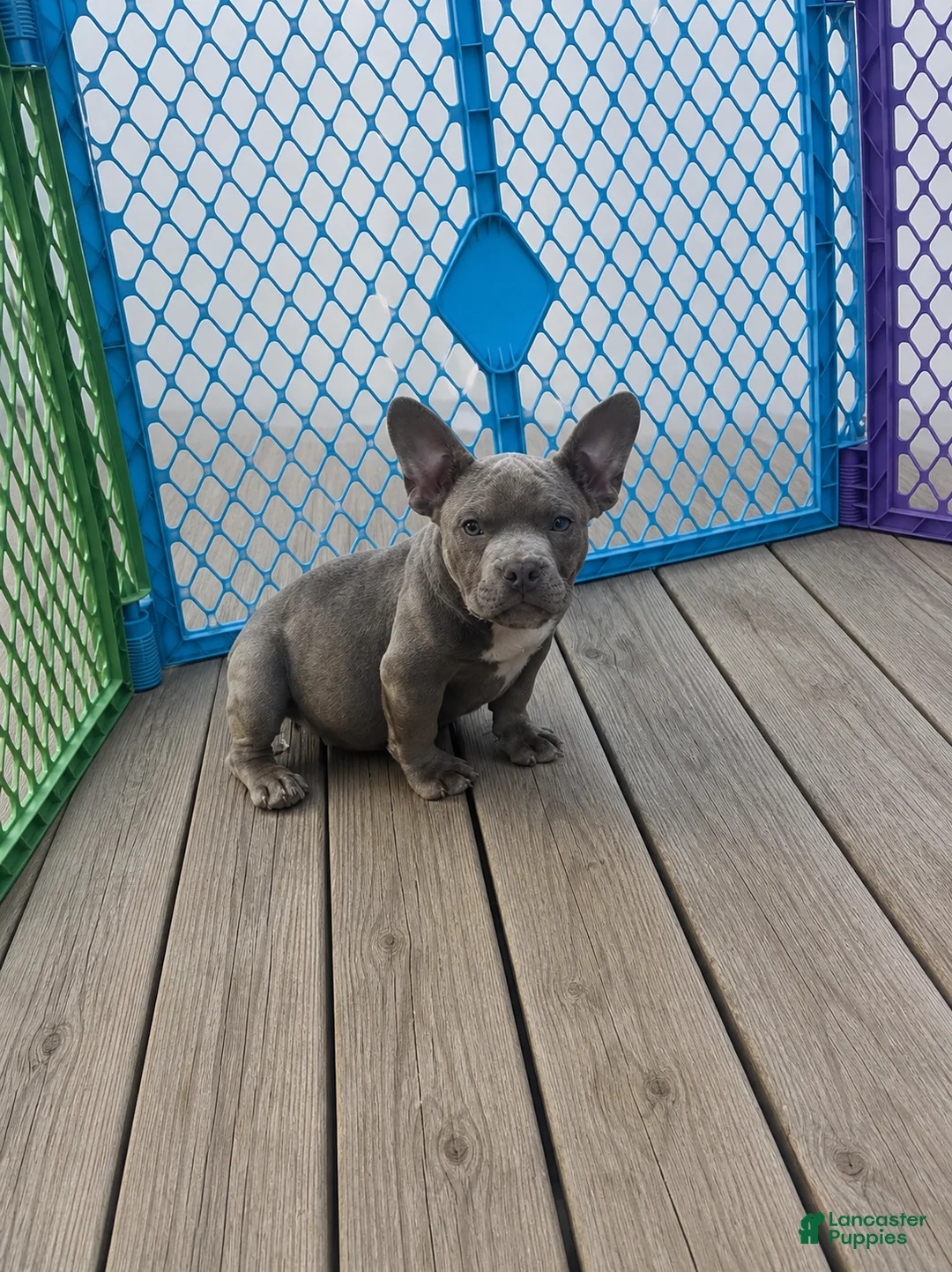 American Bully dogs for sale: Gotti - Ad 1