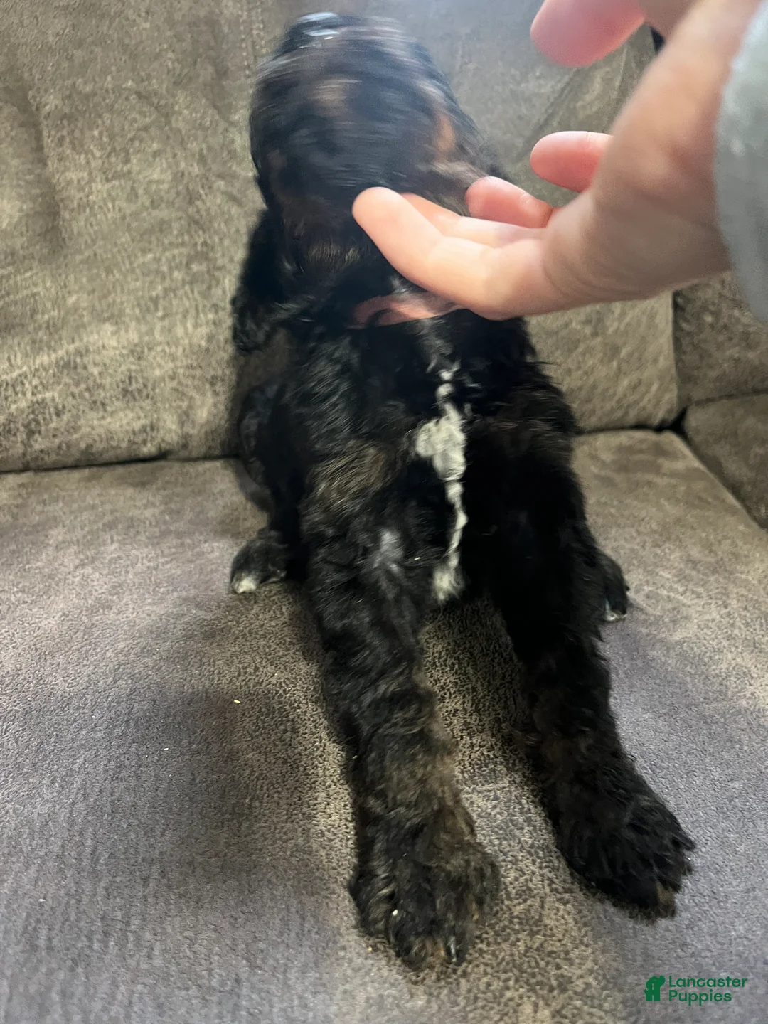 Goldendoodle dogs for sale: Coral - Ad 2