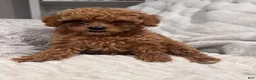 Toy Poodle dogs for sale: Tiny Feona- POTTY TRAINED_ AKC Genetically tested Parents - Ad 3