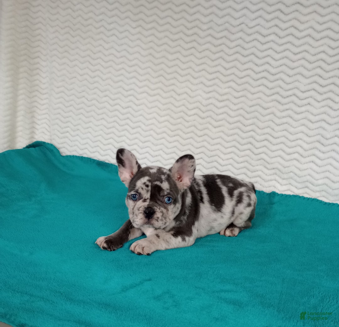 French Bulldog dogs for sale: Hunter  - Ad 1