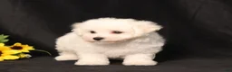 Bichon Frise dogs for sale: BJ's Michael - Ad 4