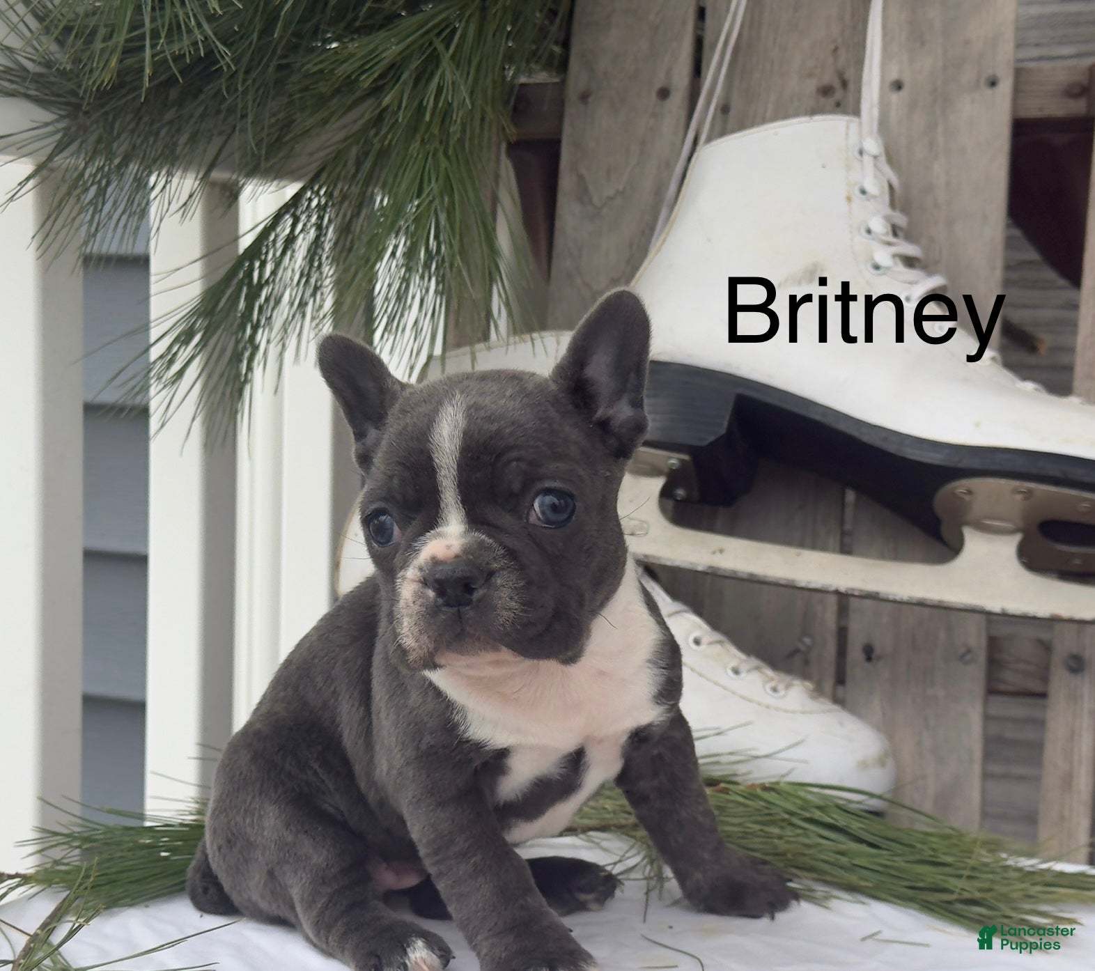 Frenchton dogs Britney - Ad 15