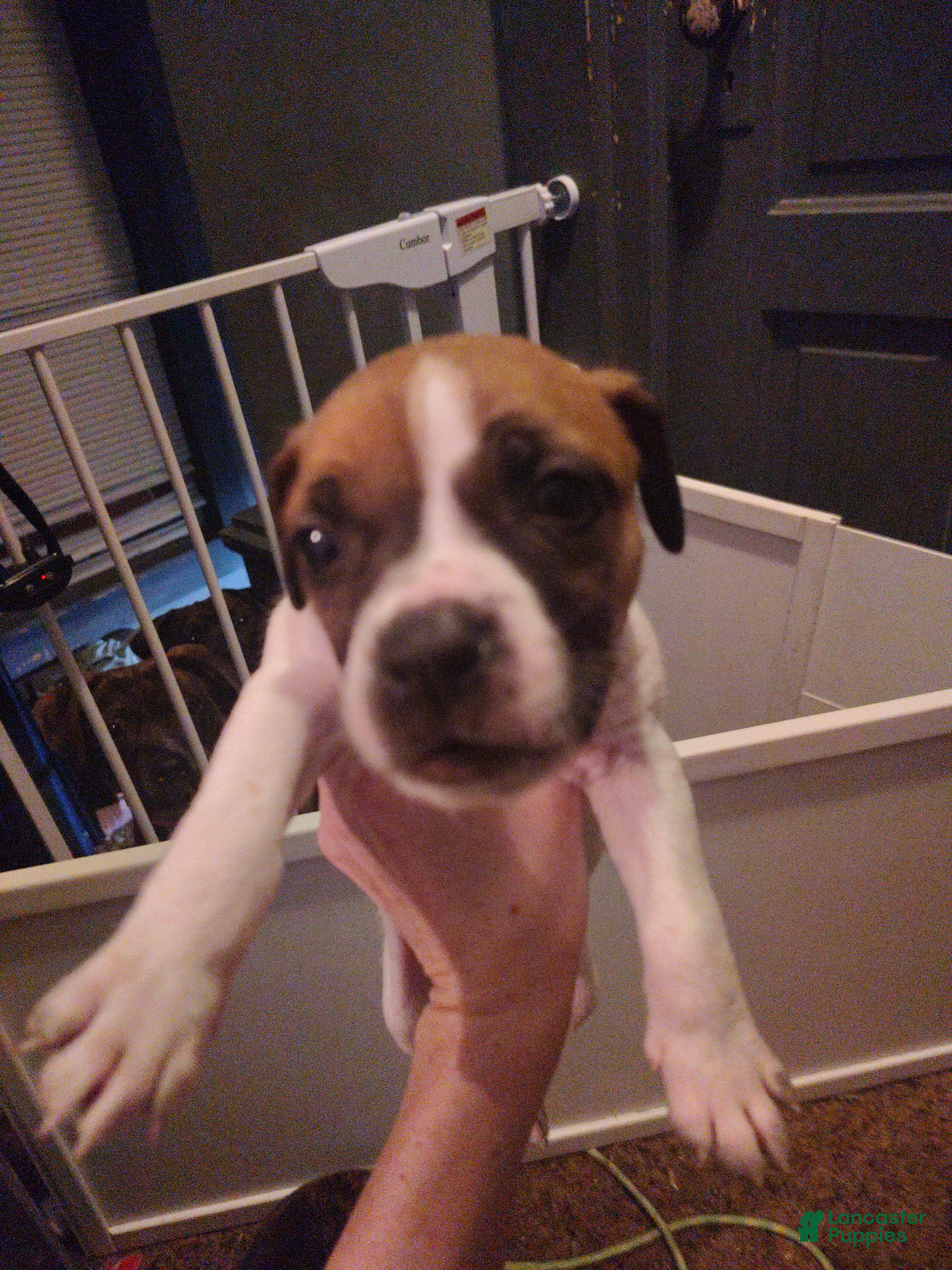 Mixed Breed dogs Dark blue collar  - Ad 6