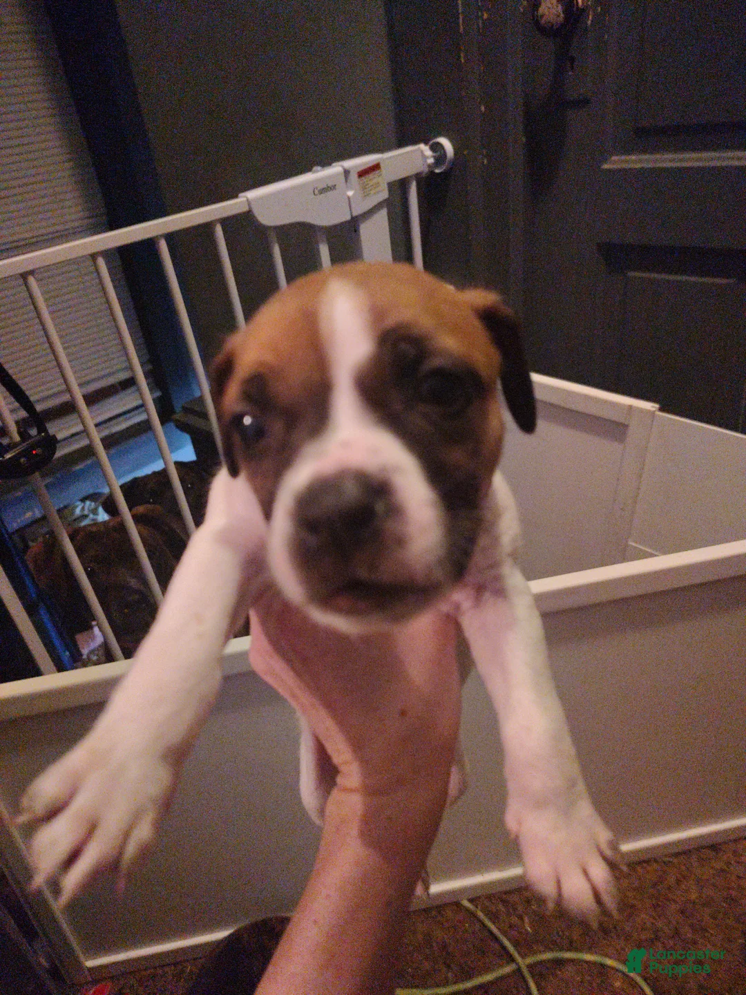 Mixed Breed dogs for sale: Dark blue collar  - Ad 1