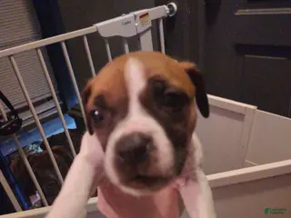 Mixed Breed dogs Dark blue collar - Ad 6