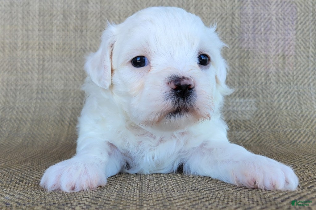 Teddy Bear dogs Pearl - Ad 1