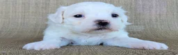 Teddy Bear dogs for sale: Pearl - Ad 1