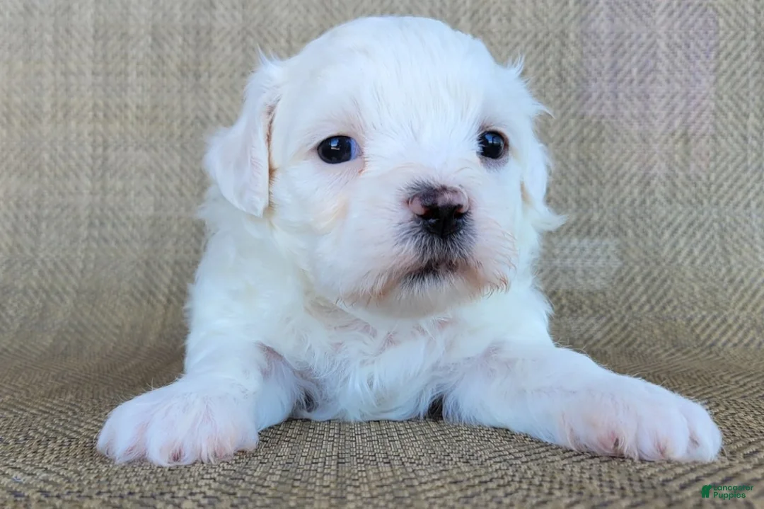 Teddy Bear dogs for sale: Pearl - Ad 1