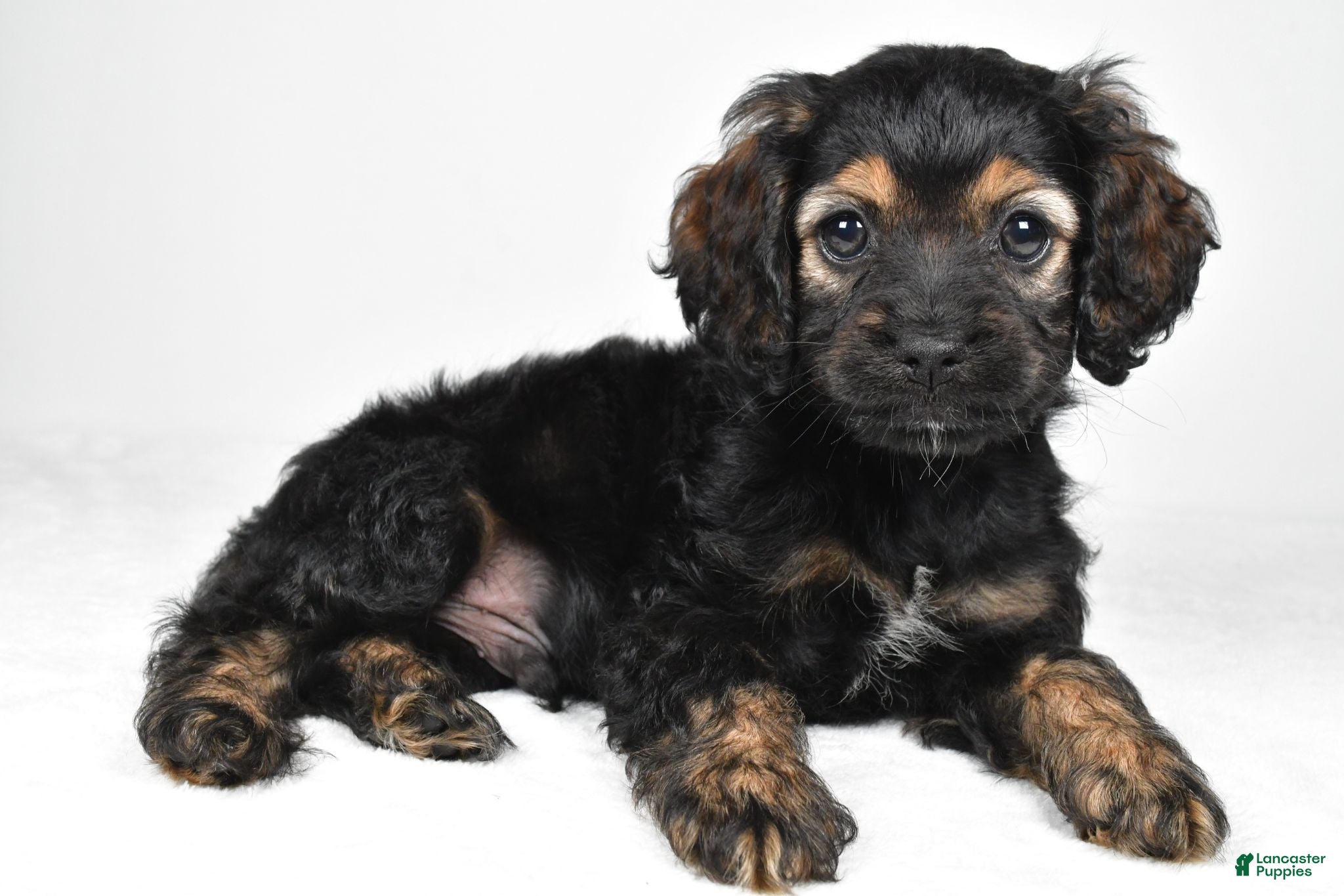 Cockapoo dogs Harvey - Ad 1
